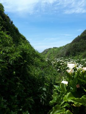 Долина калл