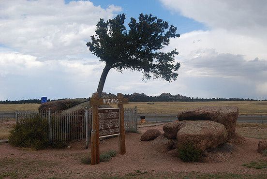 Дерево в камне