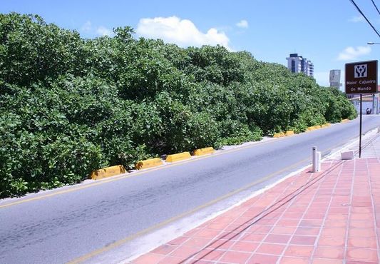 Вид на крупнейшее в мире дерево кешью с дороги Рота-ду-Сол