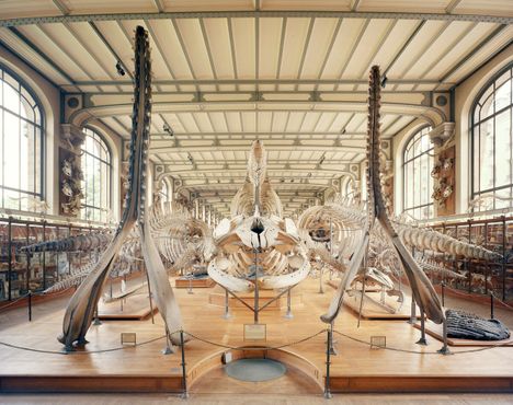 Галерея сравнительной анатомии и палеонтологии