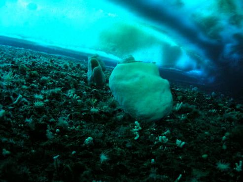 Гигантская губка под ледяной поверхностью океана