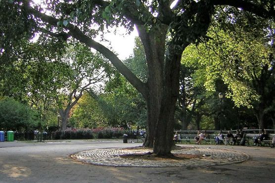 Дерево «Харе Кришна» в центре Томпкинс-сквер-парка