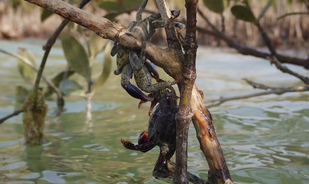 Крабы взбираются по мангровым зарослям