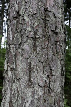 Кресты на деревьях в лесу Росма