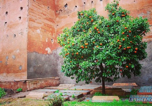 Апельсиновое дерево возле могилы у стен Саадских гробниц