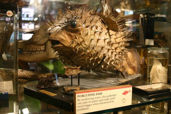 Рыба-дикобраз в зоологическом музее Гранта 