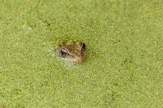 Элкхорн-Слау