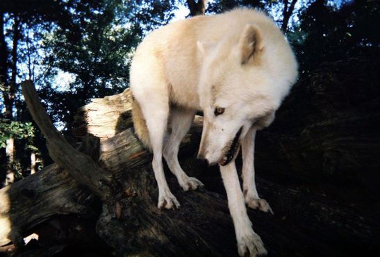 ВОлчий заповедник «Сикрест»