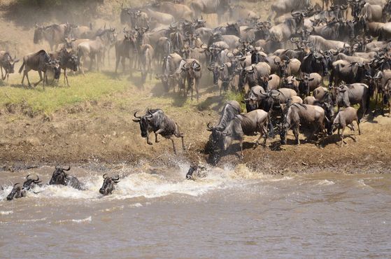 Антилопы гну прыгают в реку Мара