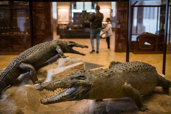Чучела пары нильских крокодилов, представленные в музее
