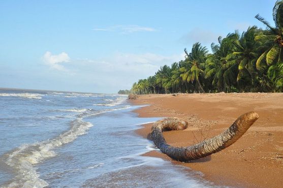 Пляж Шелл, Гайана
