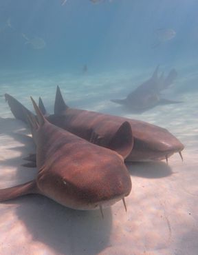 Акулы-няньки отдыхают на дне у доков