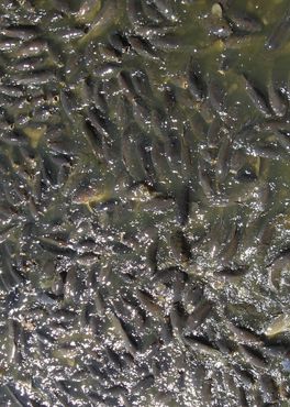 Водосброс в Лайнсвилле