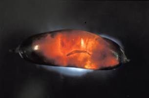 Яйцо гигантского дождевого червя Джипсленда