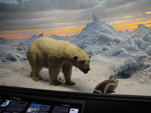 В арктических сумерках белый медведь приближается к своей добыче - тюленю