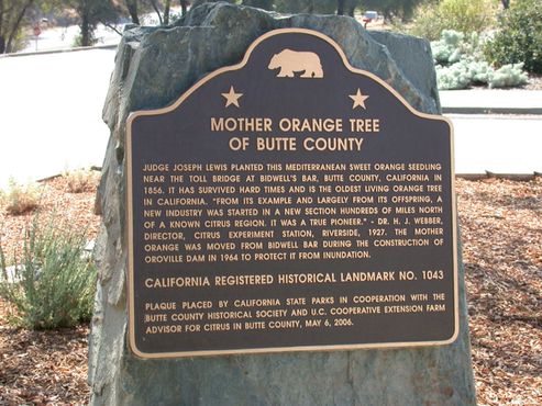6 мая 2006 года дерево стало историческим памятником Калифорнии