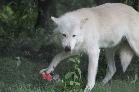 Волк с арбузом