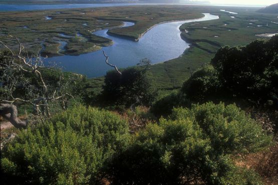 Элкхорн-Слау