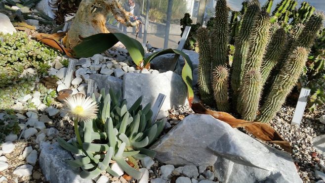 Суккуленты