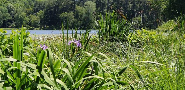 Сад Иннисфри