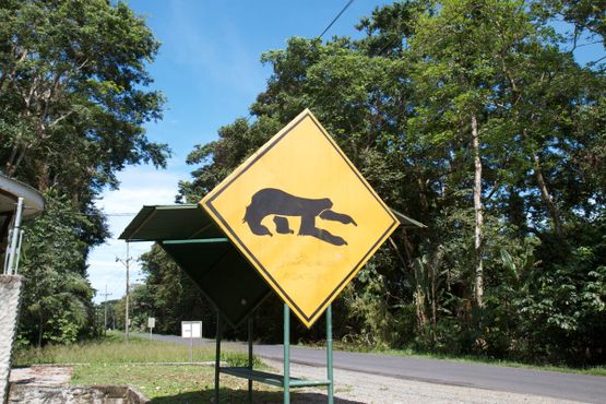 Дорожный знак возле "Заповедника ленивцев"