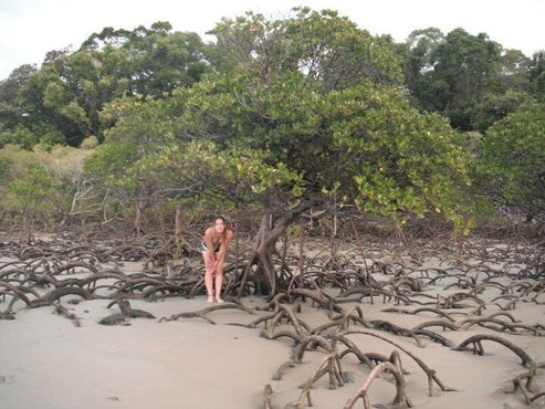 Среди мангровых деревьев