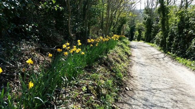 Аллея Нарциссов