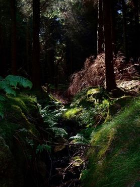 Сосновый лес