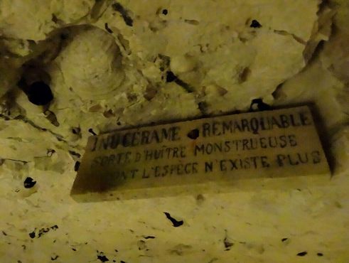 Надпись об ископаемом в стене: "Иноцерамус, вид огромных устриц, которых больше не существует"