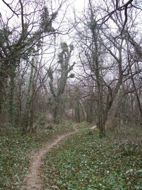 Старое кладбище Цинкоты