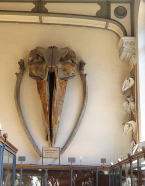 Галерея сравнительной анатомии и палеонтологии