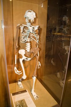 Реконструкция скелета Люси в Кливлендском музее естественной истории