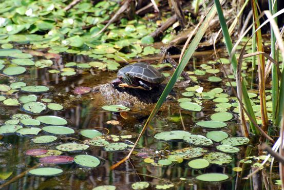 Черепаха в болоте