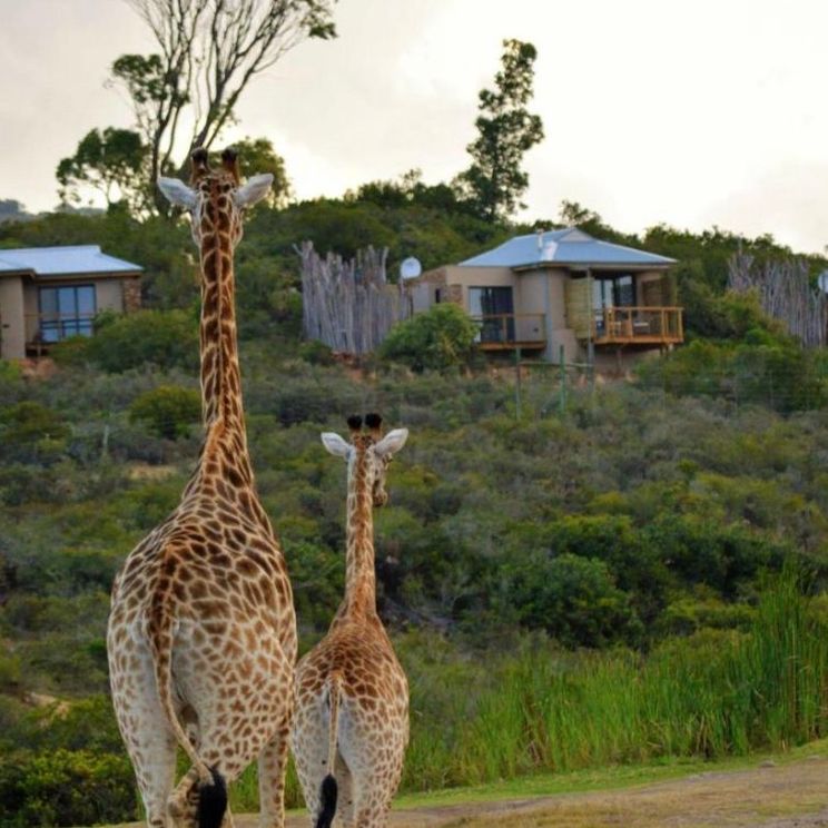 Отели 4*, Апартаменты, Виллы, Лоджи