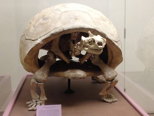 Скелет черепахи в Музее естественной истории округа Лос-Анджелес