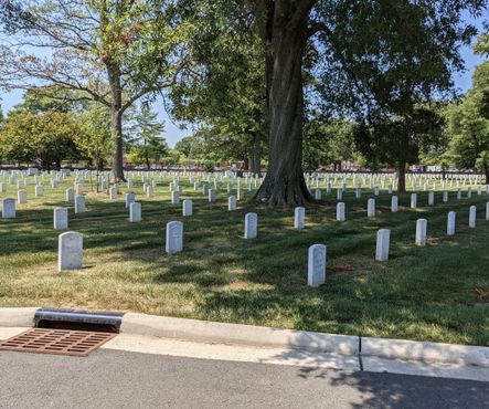 Деревья, поглощающие надгробия