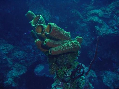 Губчатый коралл на Каймановых островах