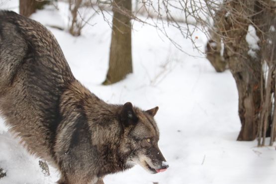 Волк Тамарак