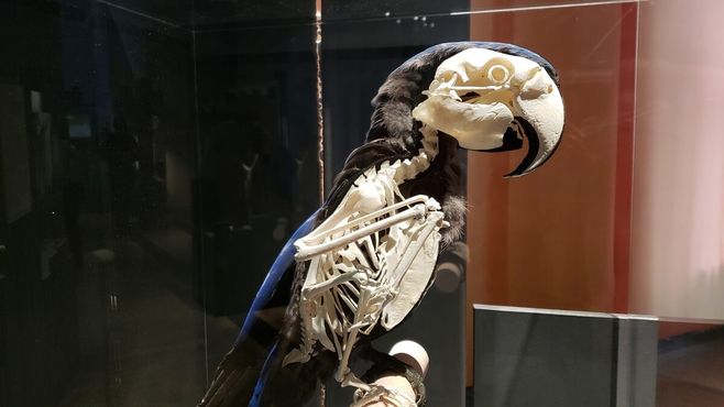 Скелет попугая ара