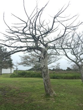 Деревья в Портсмуте, 2018 г.