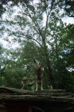 ВОлчий заповедник «Сикрест»