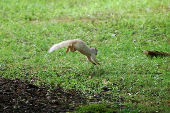 Бревардские белые белки