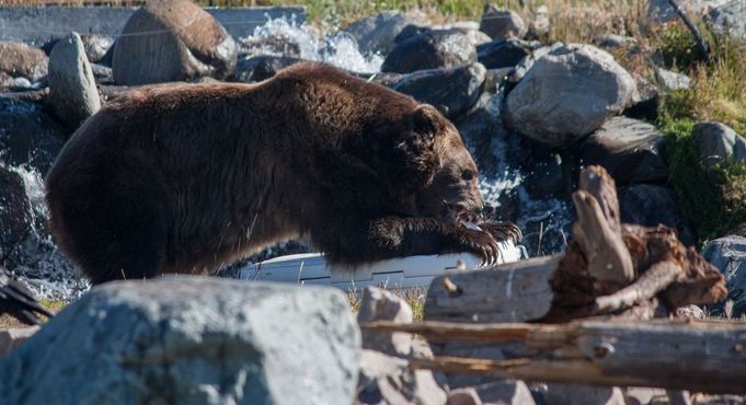 Медведь успешно разрушает холодильник, чтобы добраться до еды