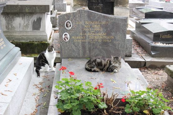 Коты на кладбище Монмартр