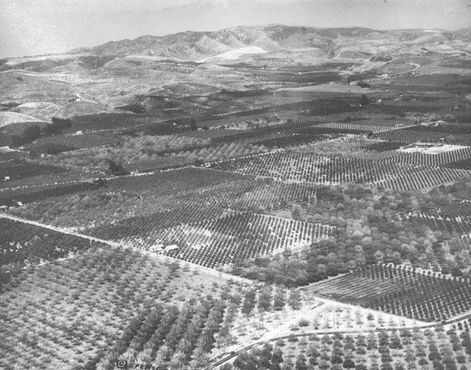 Рощи авокадо в 1928 г.
