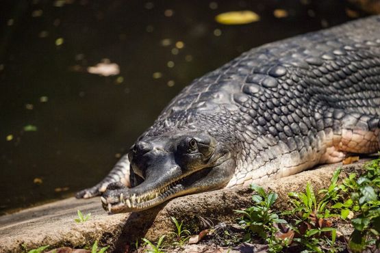 Гавиал - редкий вид крокодилов, встречающийся в изобилии в Чамбале