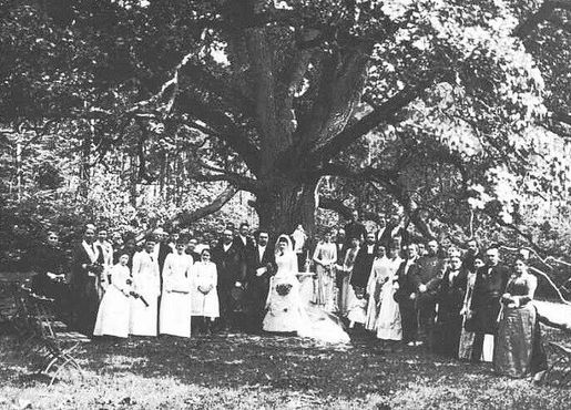 Свадьба под деревом в начале 1900-х годов