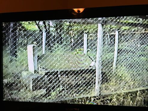 Могила Белль Старр в 1999 г.