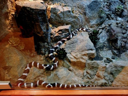 Живая мексиканская королевская змея в музее