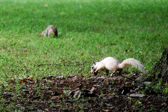 Бревардские белые белки